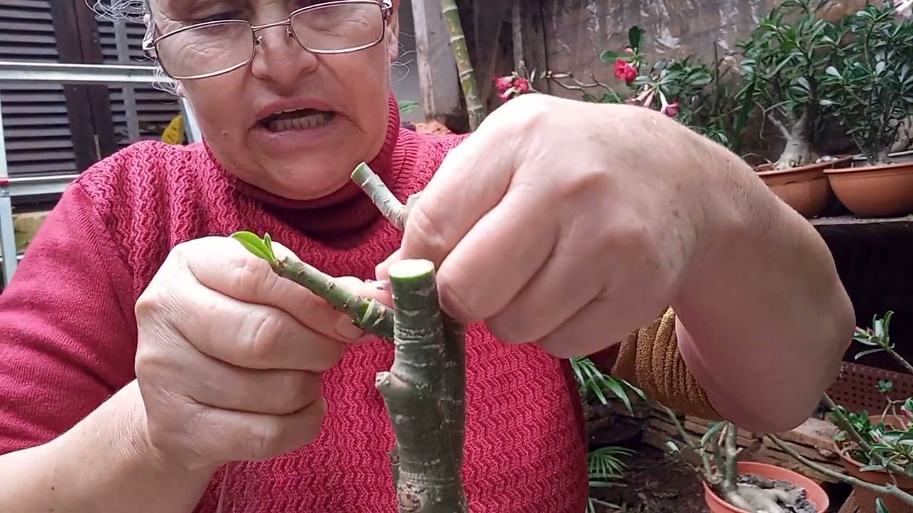 3 TIPOS DE INJERTO . EN MIS ROSAS DEL DESIERTO