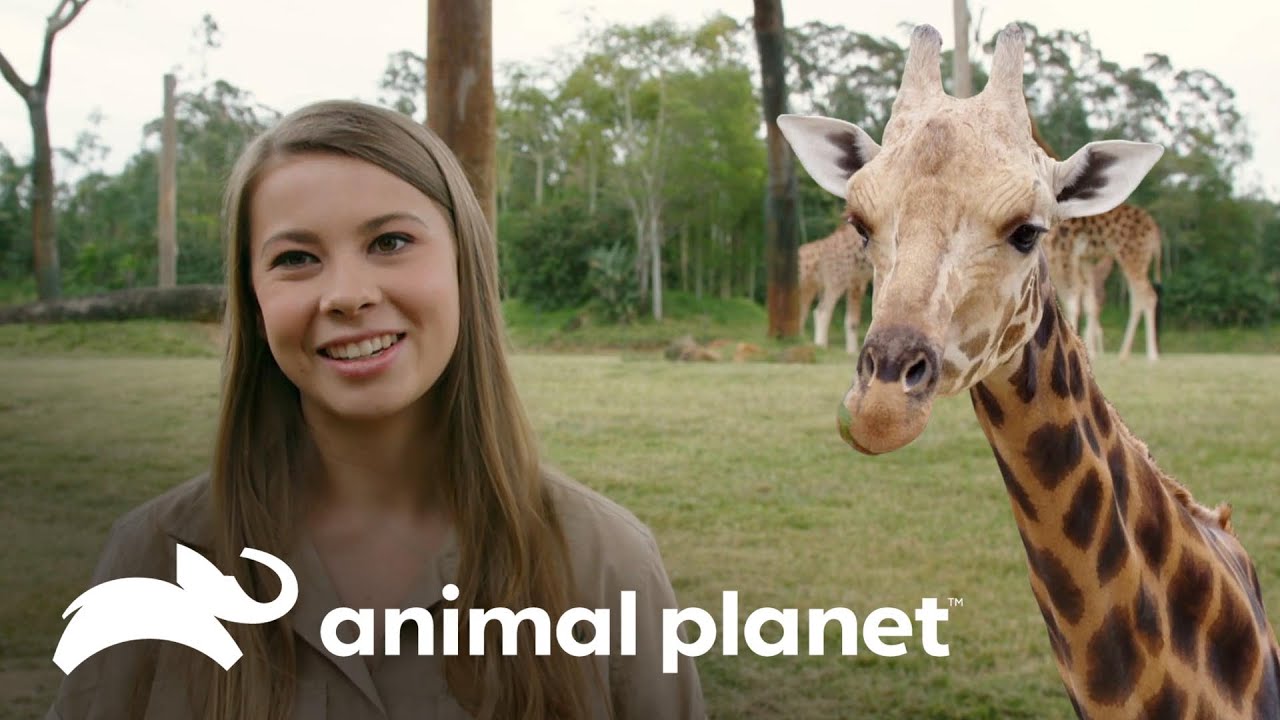 Artrite no joelho de uma girafa | A Família Irwin | Animal Planet Brasil
