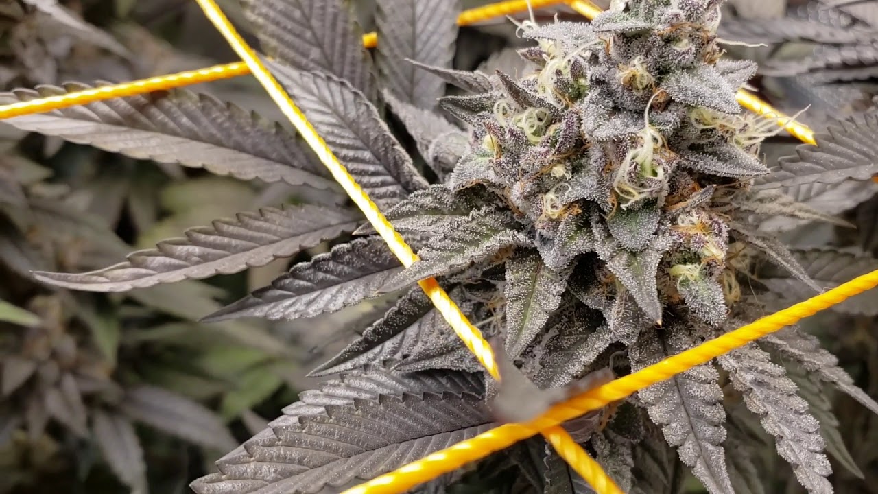 Week 8/day 52 of flower for Orange Cannoli bred by Solfire Gardens. FullTilt is in full effect