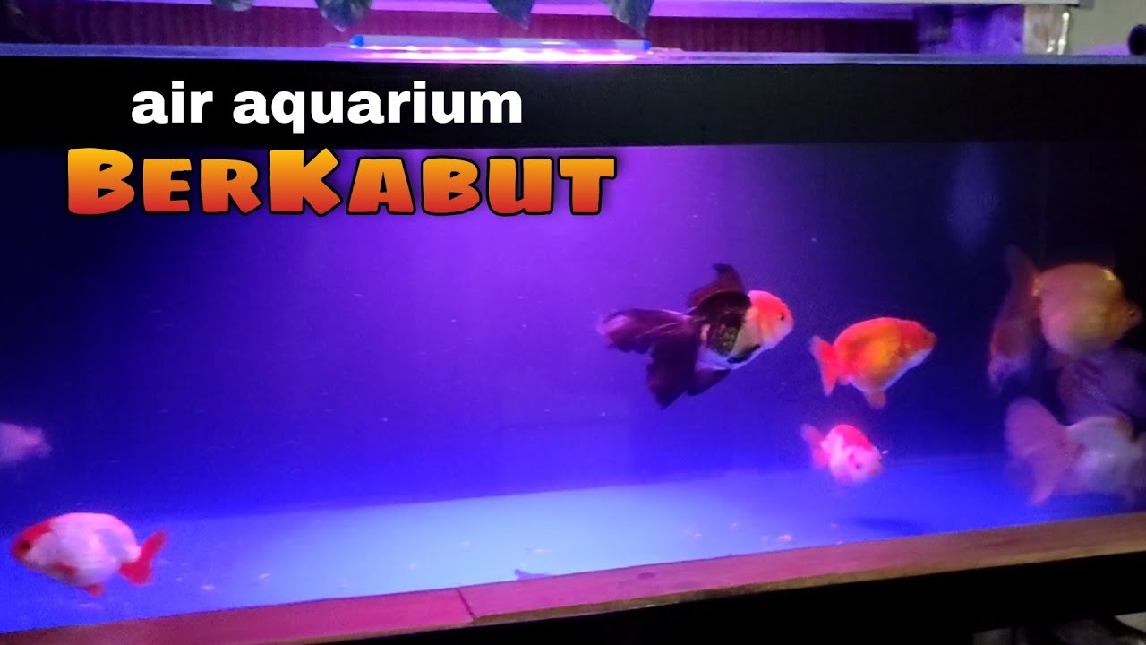 PENYEBAB DAN CARA MENGATASI AIR AQUARIUM BERKABUT - TANK IKAN MAS KOKI