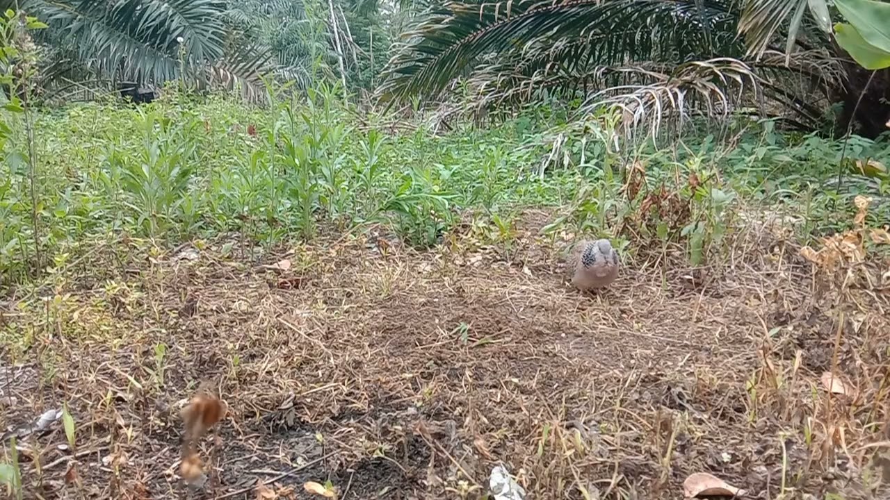 Pikat ajaran masih belum mampu, untuk menurunkan bl target @tekukurmeranginjambi