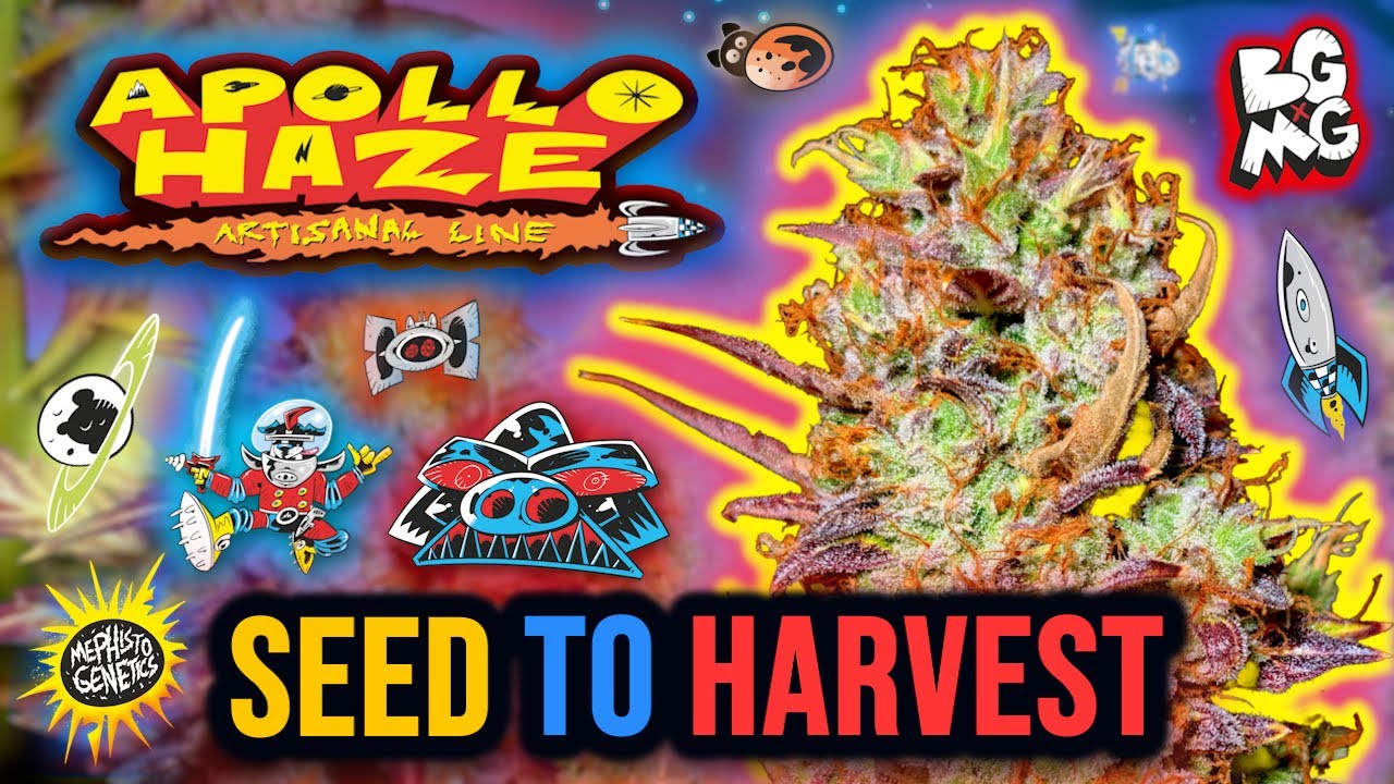 APOLLO HAZE 🚀 | Mephisto Genetics SEED to HARVEST Autoflower Grow