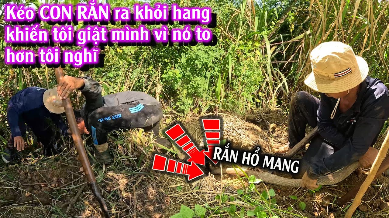 Tôi đã đứng hình 3s sau khi kéo con RẮN ra khỏi hang của nó | TGSB #1051