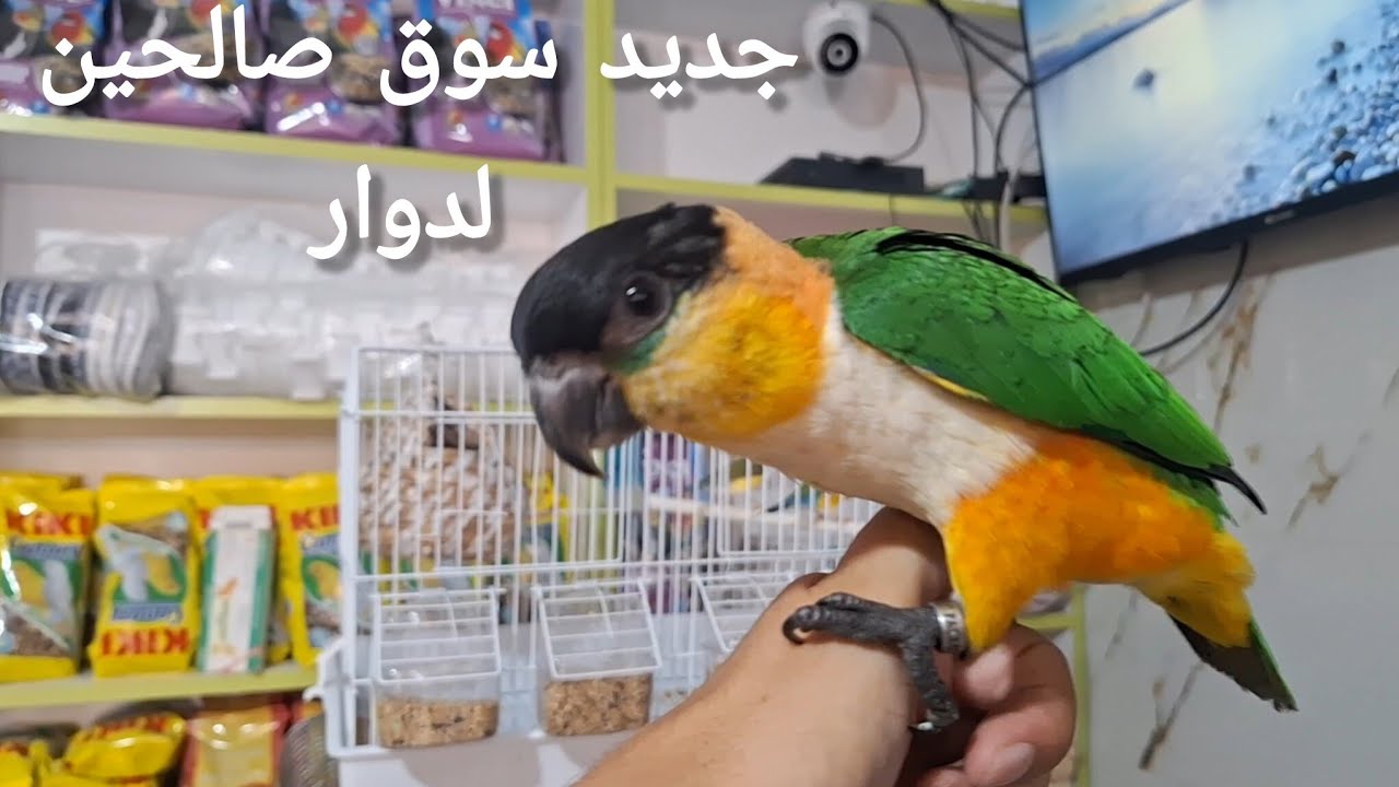 جديد سوق صالحين لطيور دوار بمدينة سلا أثمنة طيور مغردة و زينة#كناري 