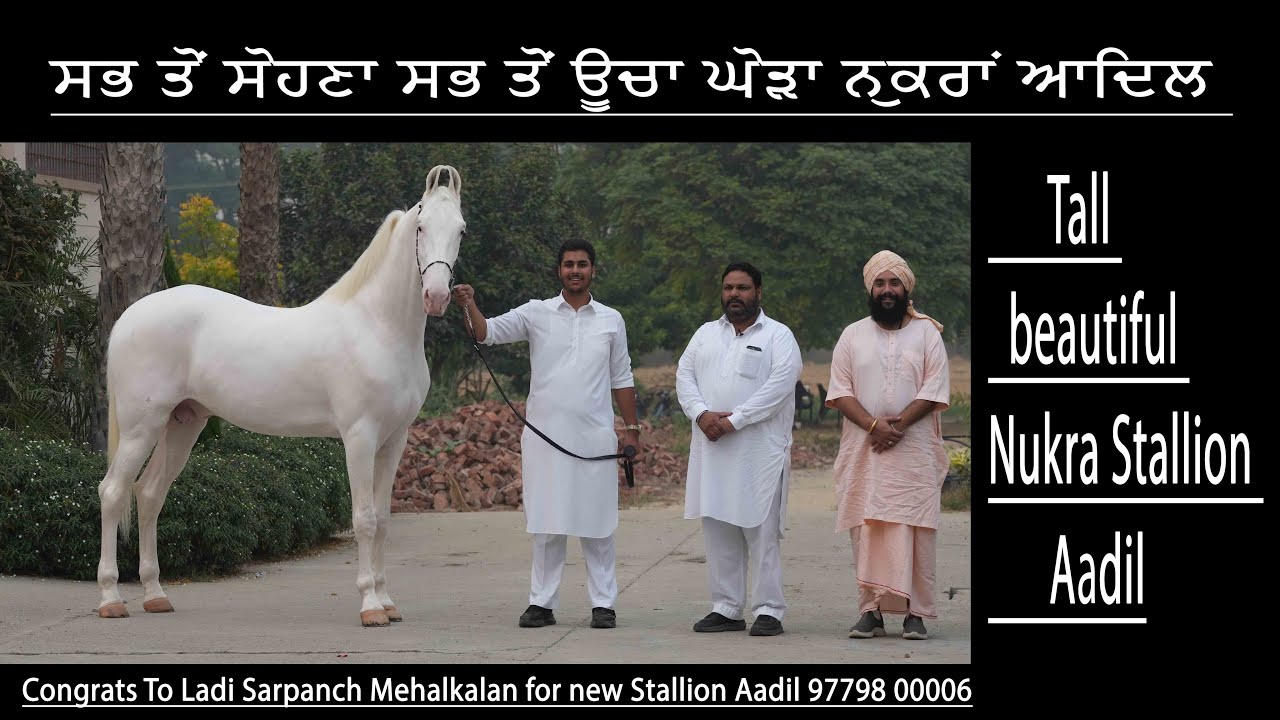 ਸਭ ਤੋਂ ਸੋਹਣਾ ਸਭ ਤੋਂ ਊਚਾ ਘੋੜਾ ਨੁਕਰਾਂ ਆਦਿਲ  Tall beautiful  stallion Aadil  Ladi Sarpanch 9779800006