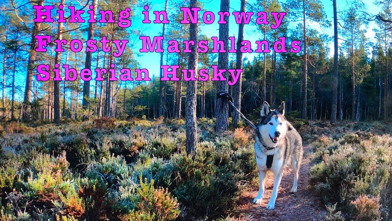 Hiking in Norway🇳🇴The sound of frozen marshlands❄️Sparkling sunshine☀️Hiking with Siberian Husky🐕