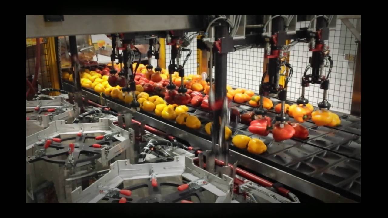 Bell Pepper Special Pack Machine Overview
