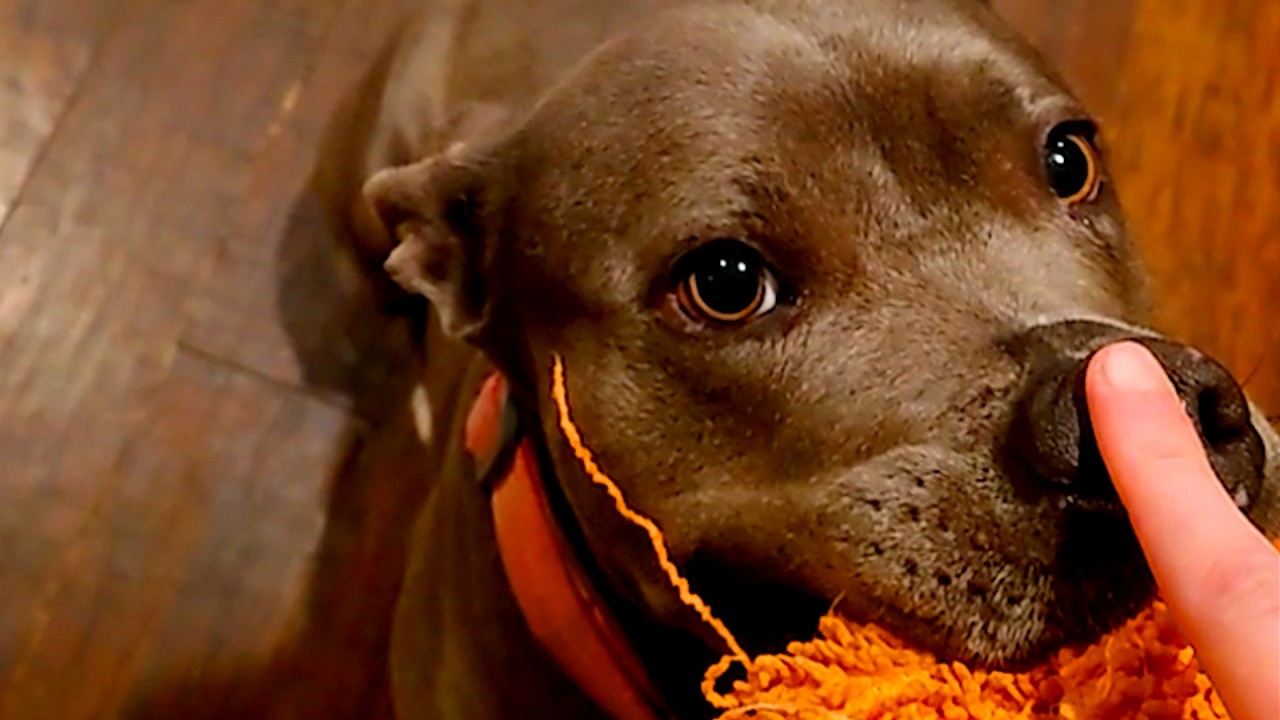 Heartwarming and Hilarious Animal Compilation 2025!