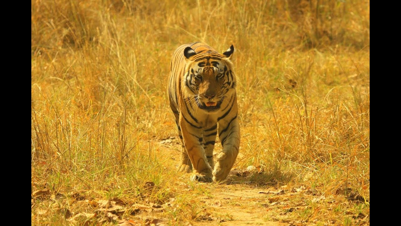 Nilgiri Biosphere Reserve