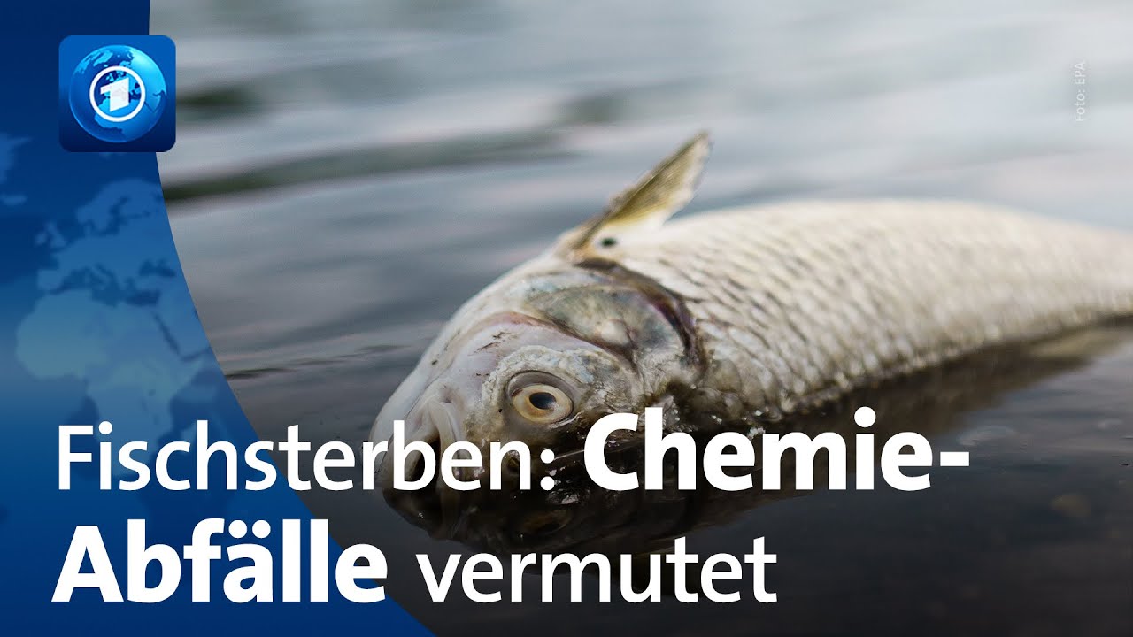 Fischsterben in der Oder: Polen sucht Schuldige