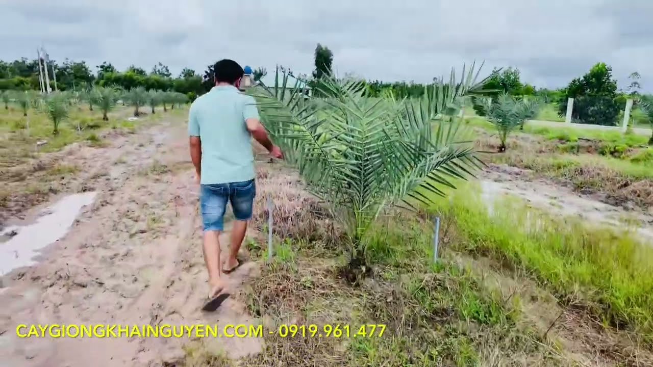 2000 c&acirc;y ch&agrave; l&agrave; m&ocirc; 14 th&aacute;ng tuổi T&acirc;y Ninh #caychala #ch&agrave;_l&agrave;_m&ocirc; #ch&agrave;_l&agrave; 