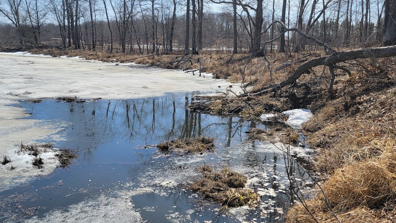Beaver Trapping in Bi-Polar Minnesota weather!