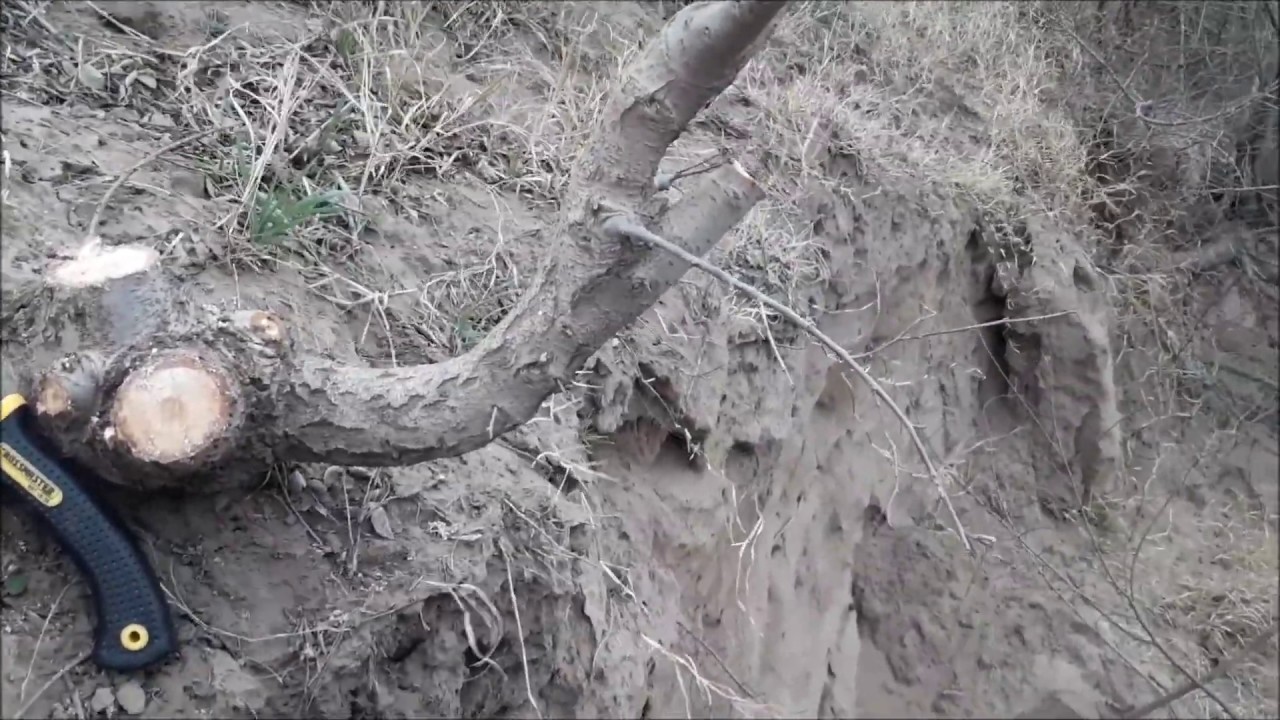 recolección de yamadori  temporada 2019 !!! (primera parte)