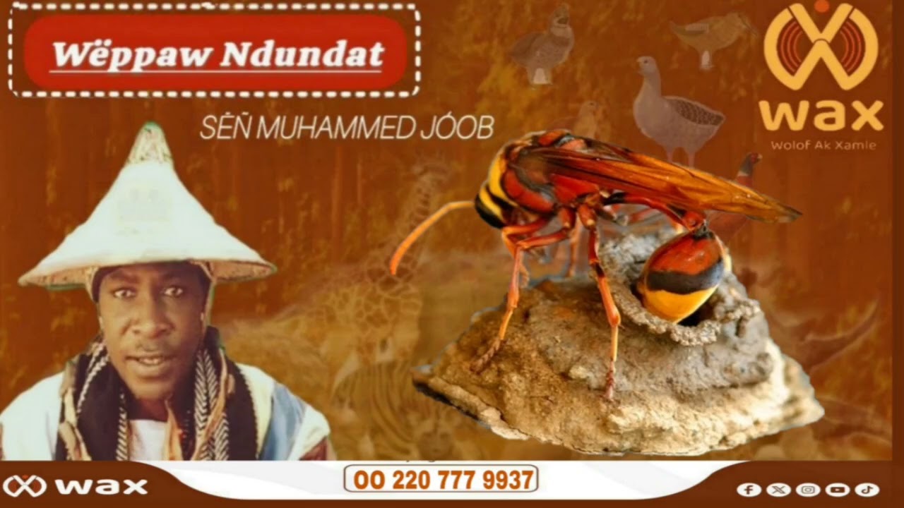 Nguri ak li ci aju