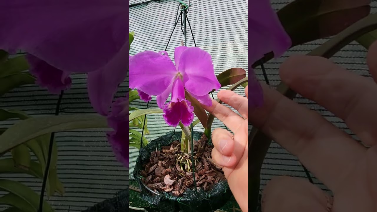 Cattleya labiata rubra : Orchidées en Algarve