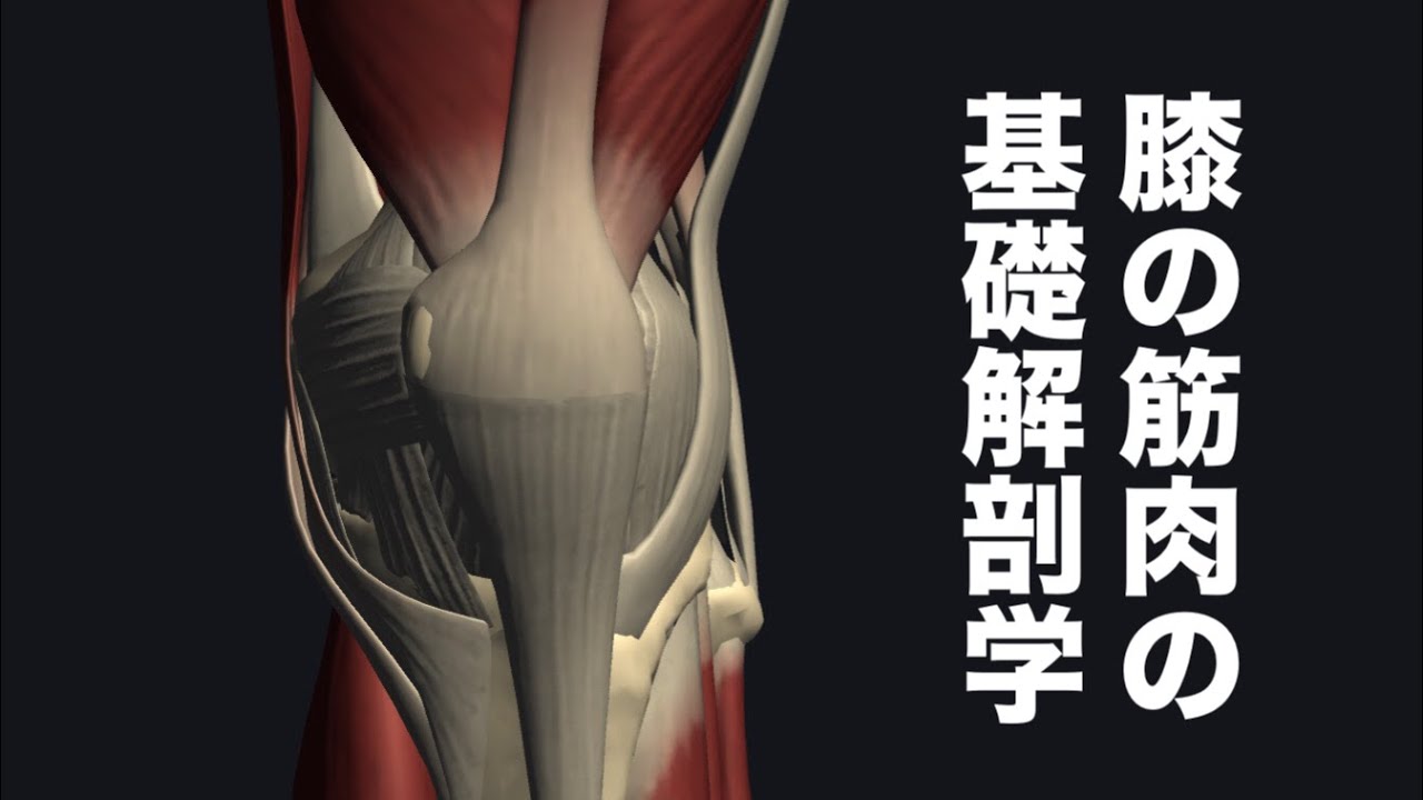 膝の筋肉の解剖学を解説してみた