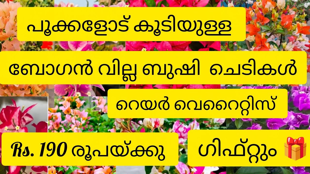 പൂക്കളോട് കൂടിയ ഹൈബ്രിഡ് റെയർ വെറൈറ്റീസ് ബോഗൻ  വില്ലകൾ ഓഫർ വിലയിൽ#  കൂടെ ഗിഫ്റ്റും 