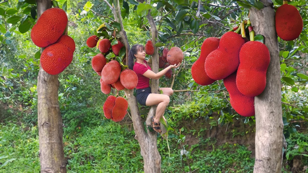 Harvesting GAC Fruit Go to market sell, Grow Vegetable | Tiểu Vân Daily Life
