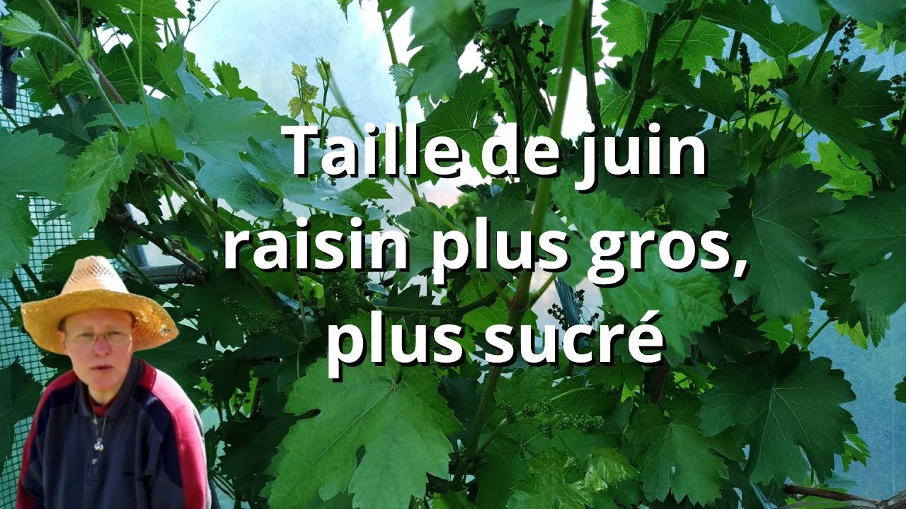 Vigne : taille de juin pour de plus grosses grappes
