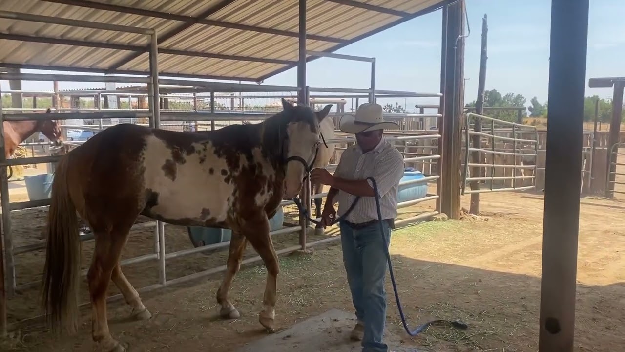 Getting the Horse and Mule to Drop Their Head