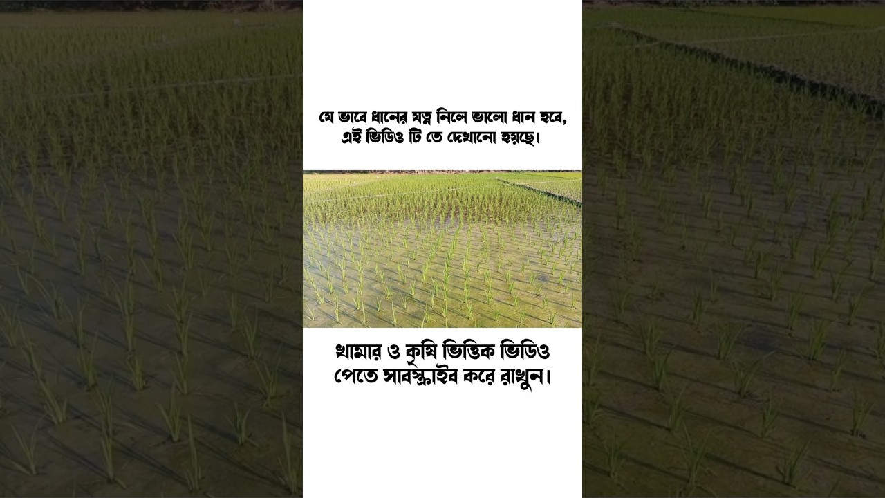 কি ভাবে ধানের যত্ন নিতে হয়🌾?
