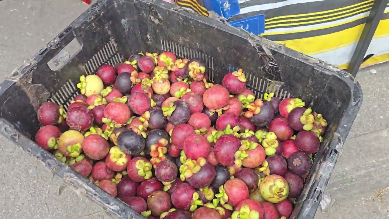 Mangosteen 