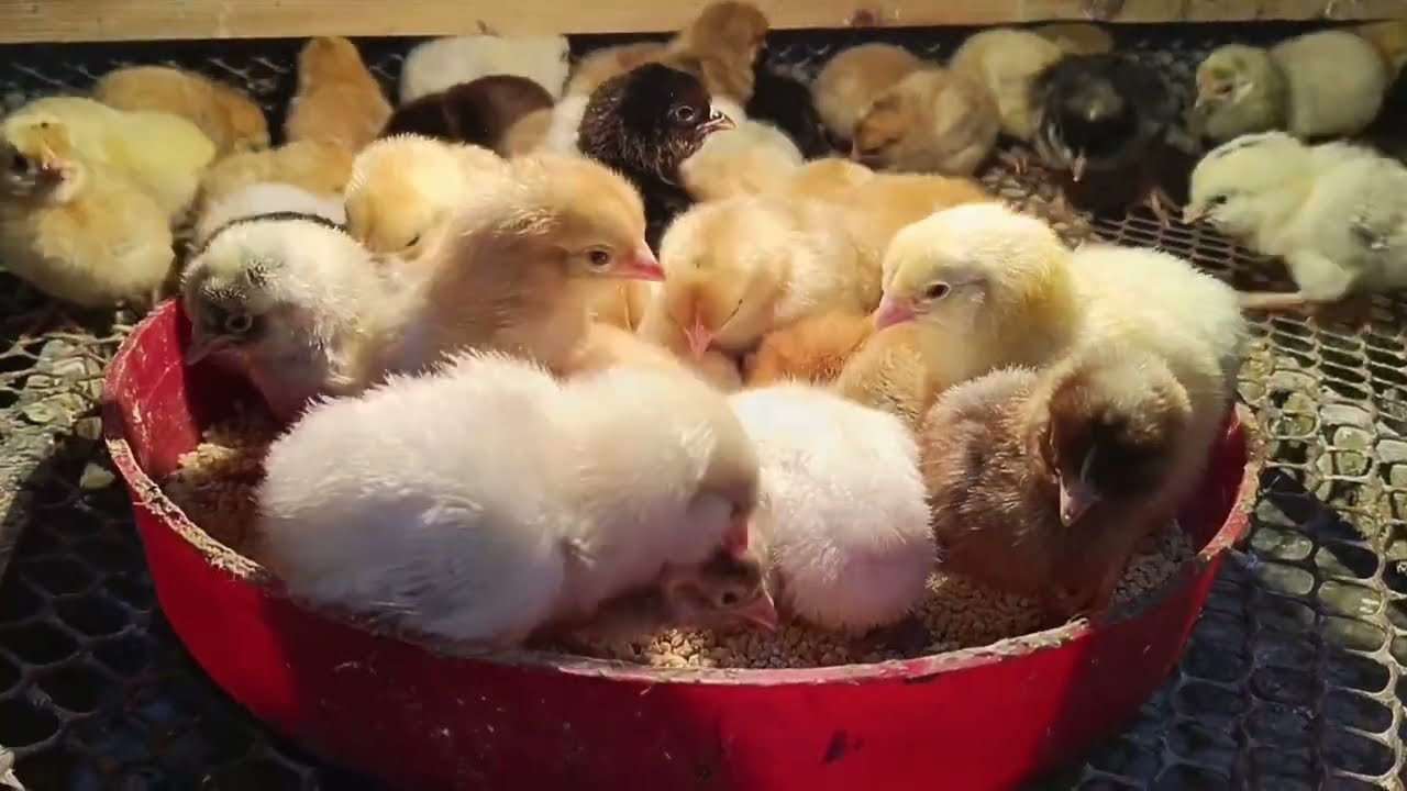 حتي مع كل المشاكل تربيه الطيور امتع حاجه في الدنيا