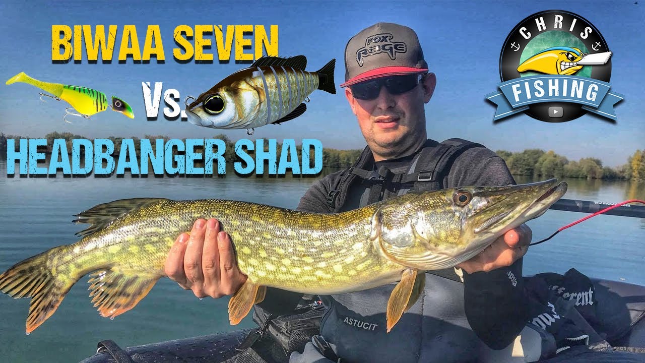 HEADBANGER SHAD Vs  BIWAA SEVEN : EPISODE 12 Pêche du BROCHET en float tube