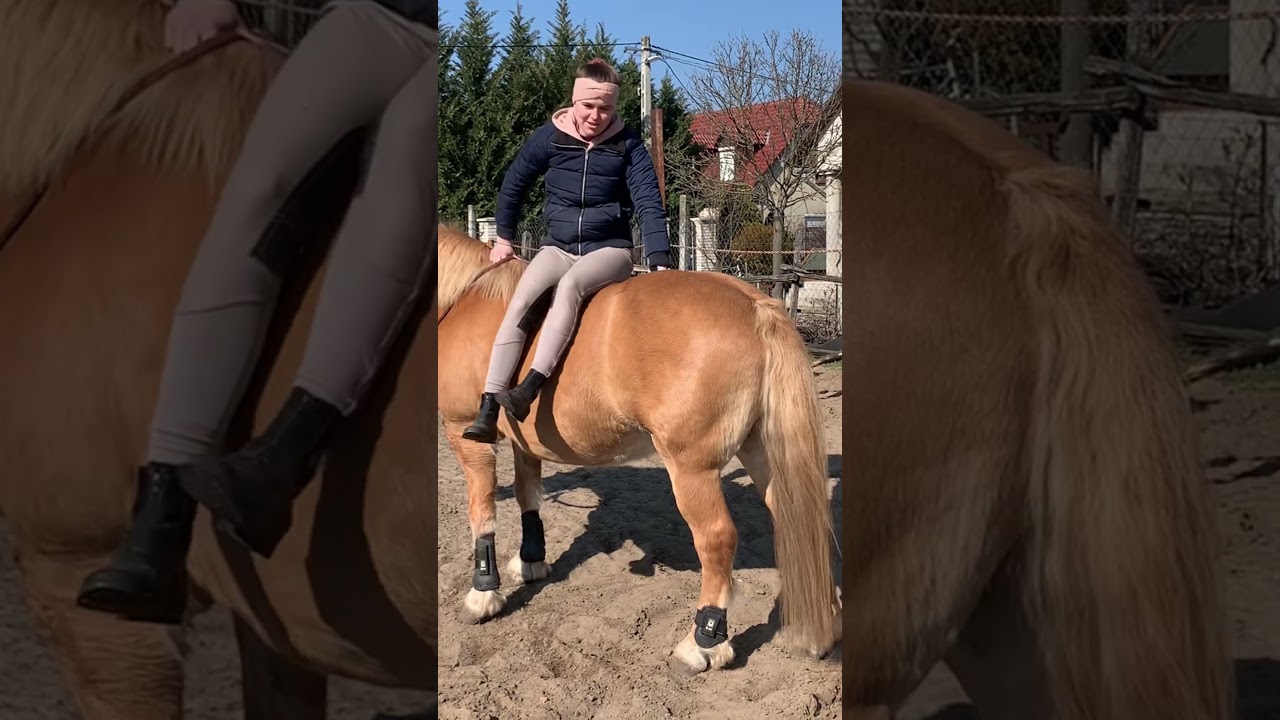 Nepr&oacute;b&aacute;ld ki otthon🤪 #horse #equestrian #pibaldi #horses #horsetraining #lovagl&aacute;s #lovak #l&oacute;