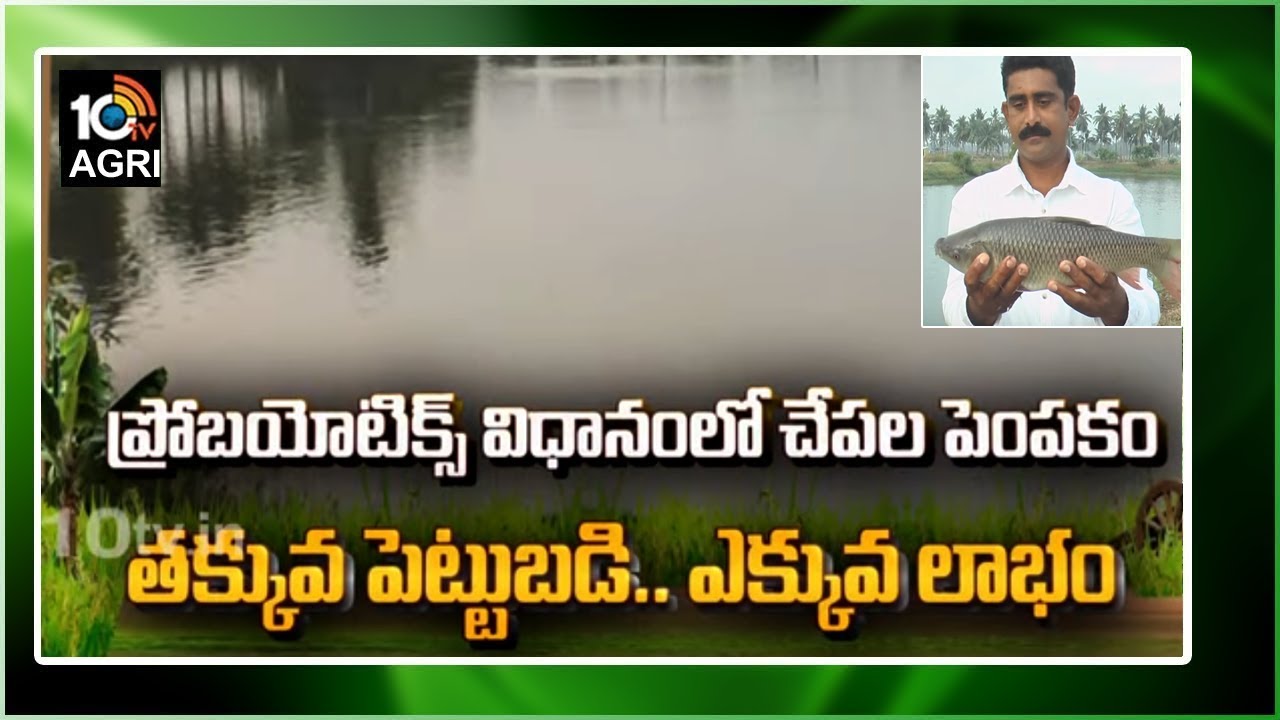 ప్రోబయోటిక్స్ విధానంలో చేపల పెంపకం | Matti Manishi | 10TV News