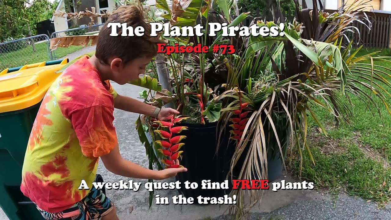Finding FREE Plants in the trash! The Plant Pirates Episode #73
