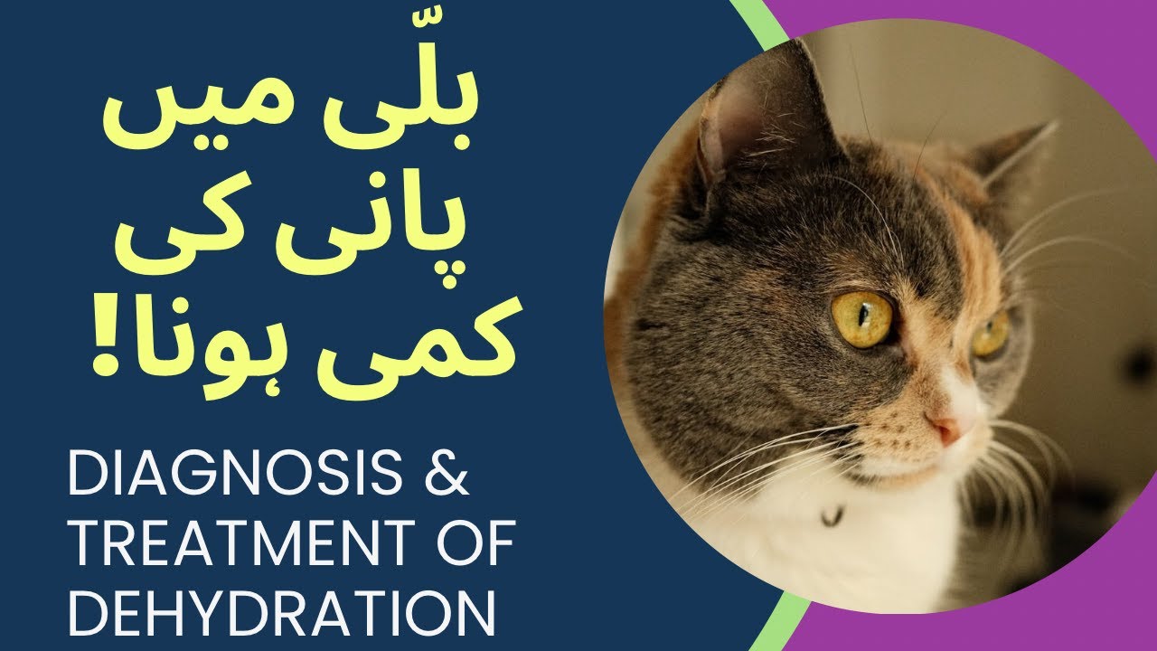 Billi Me Pani Ki Kami Hona | Dehydration In Cat | Diagnosis And Treatment At Home | Tame And Wild