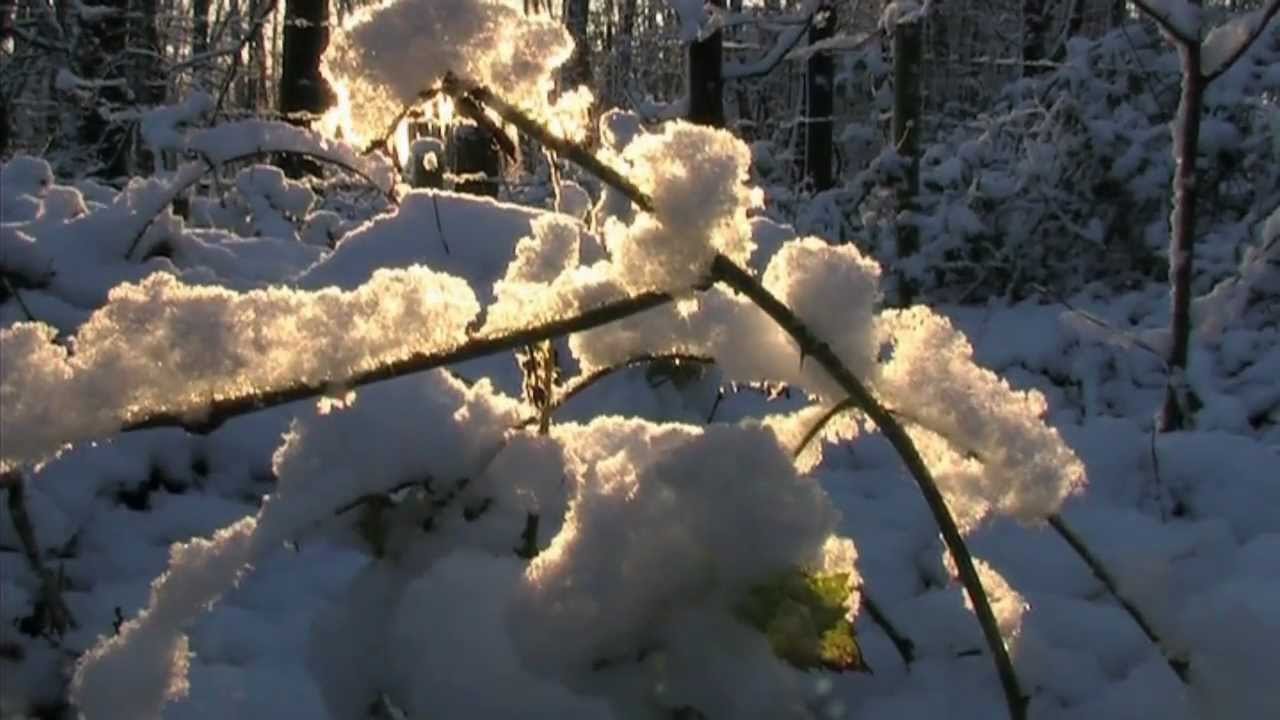 Vier jaargetijden in het Zwillbrocker Venn (videowinterswijk.nl)
