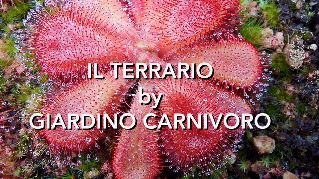 IL TERRARIO by Giardino Carnivoro