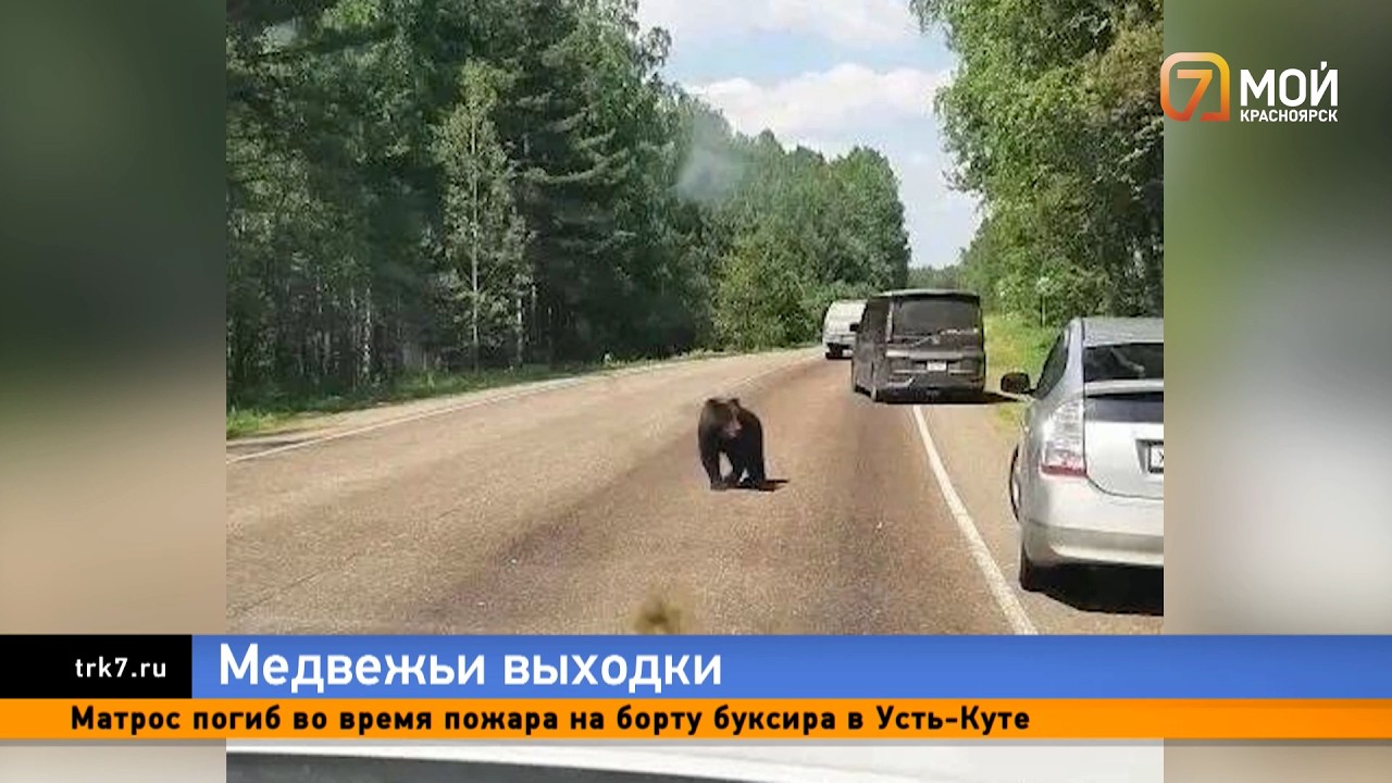 Active bears spotted in three districts of the Krasnoyarsk Territory over the weekend