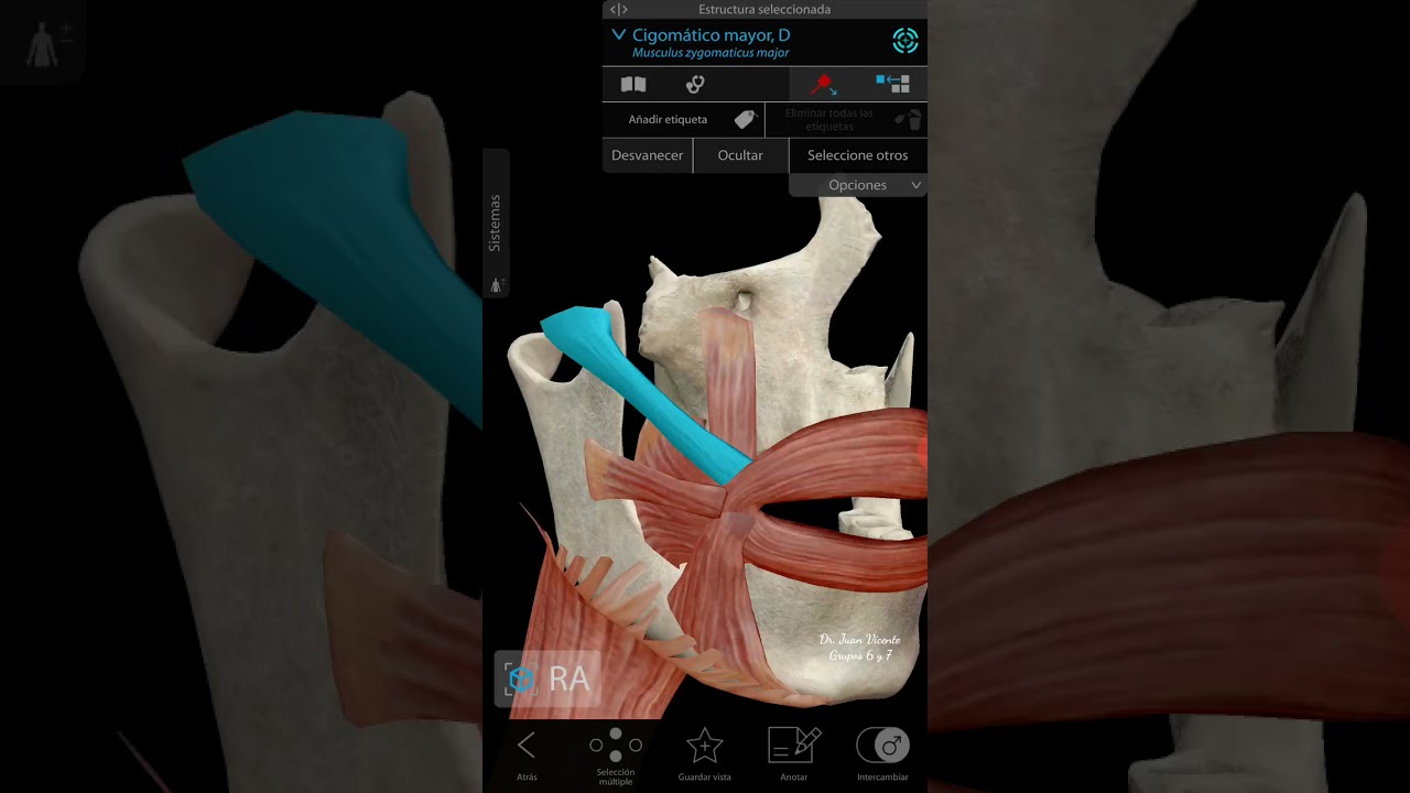 Resto de m&uacute;sculos modiolares - Anatomia