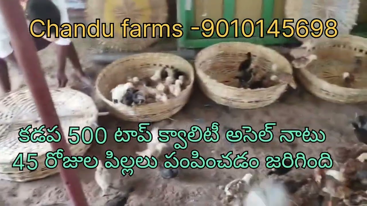 అసెల్ టాప్ క్వాలిటీ పిల్లలు ఆంధ్రప్రదేశ్ &తెలంగాణా బై రోడ్ &బై ట్రైన్ ట్రాన్స్పోర్ట్ ఇవ్వబడును 