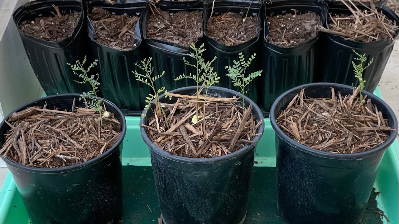 Palo Verde Propagation