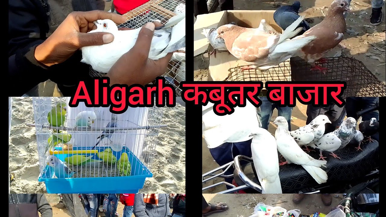 Aligarh kabutar market  qursi by pass road