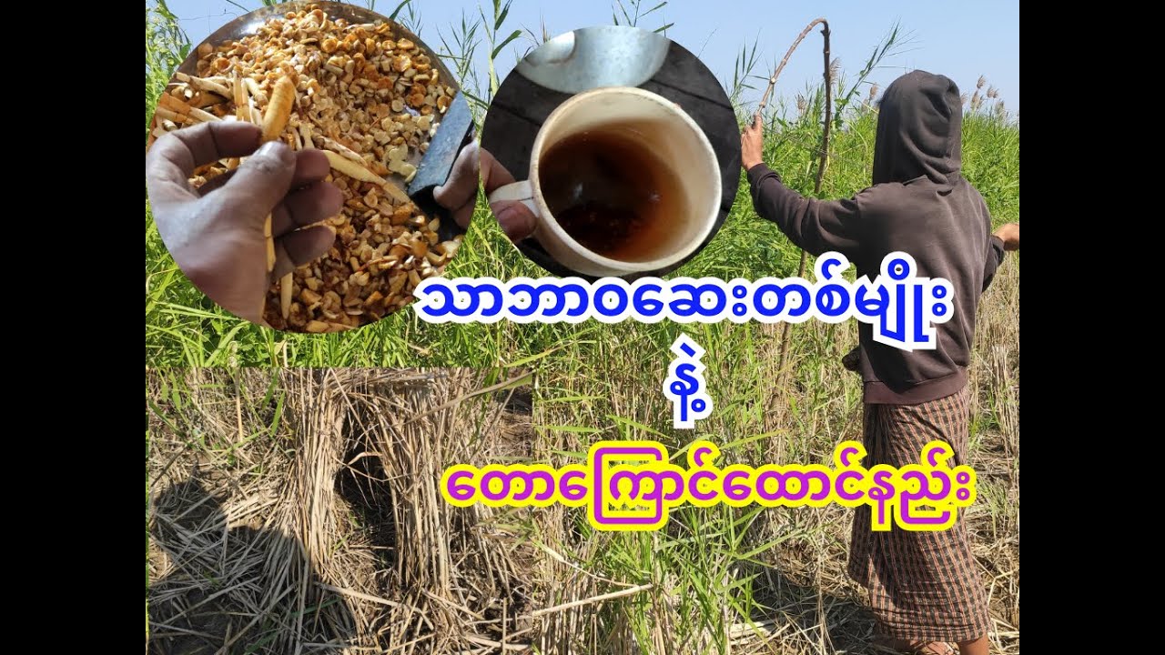 ဗဟုသုတအနေနဲ့ သာဘာဝဆေးတစ်မျိုးနဲ့တောကြောင်ထောင်နည်း