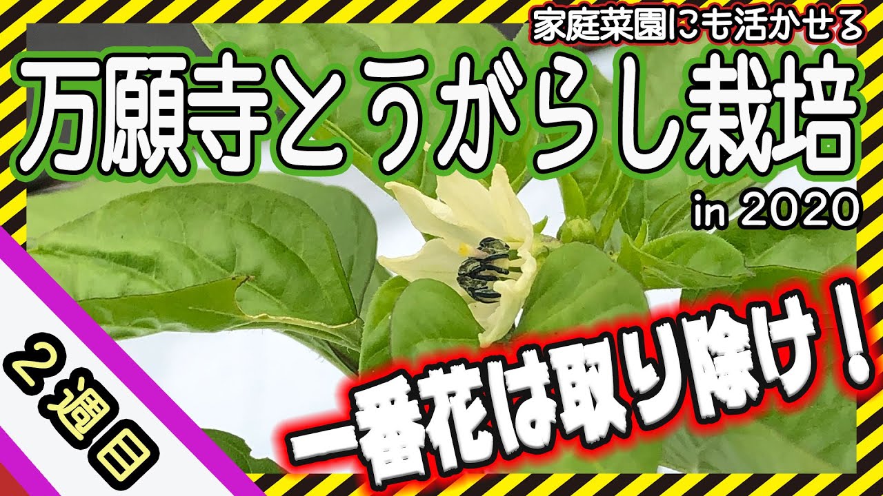 【農作業】万願寺とうがらし の一番花は必ず取り除くべし！株を大きくするコツとは？
