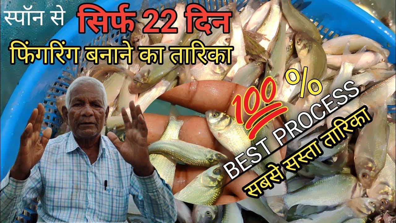 || स्पॉन टू फिंगरिंग बनने का संपूर्ण ज्ञान || 22 दिन की मछली || #fishgyan #ramjeefishcare #pondtips
