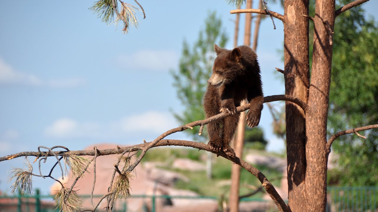 Małe miśki - young bears