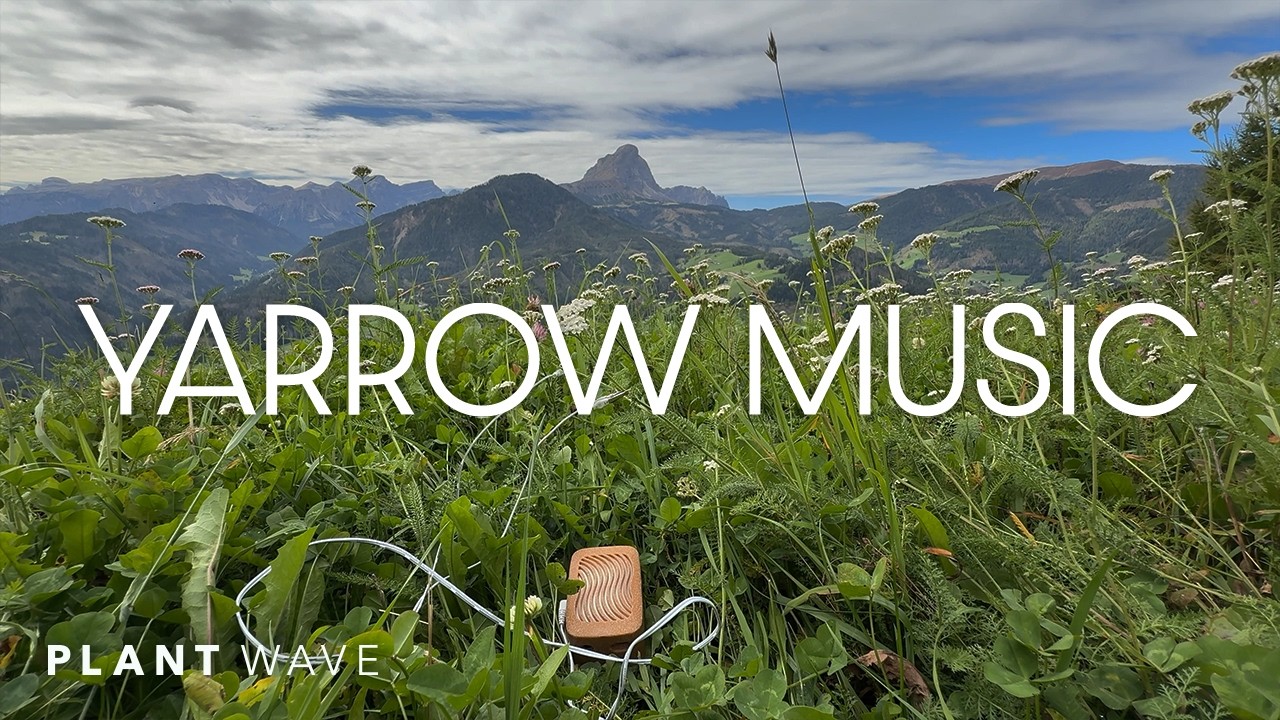 Yarrow Music – Energetic Plant Music with PlantWave