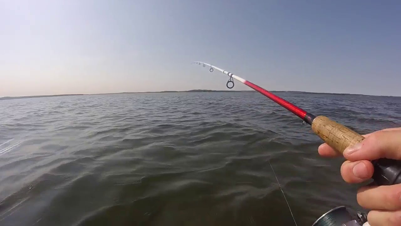 Hornfisk i Horsens Fjord