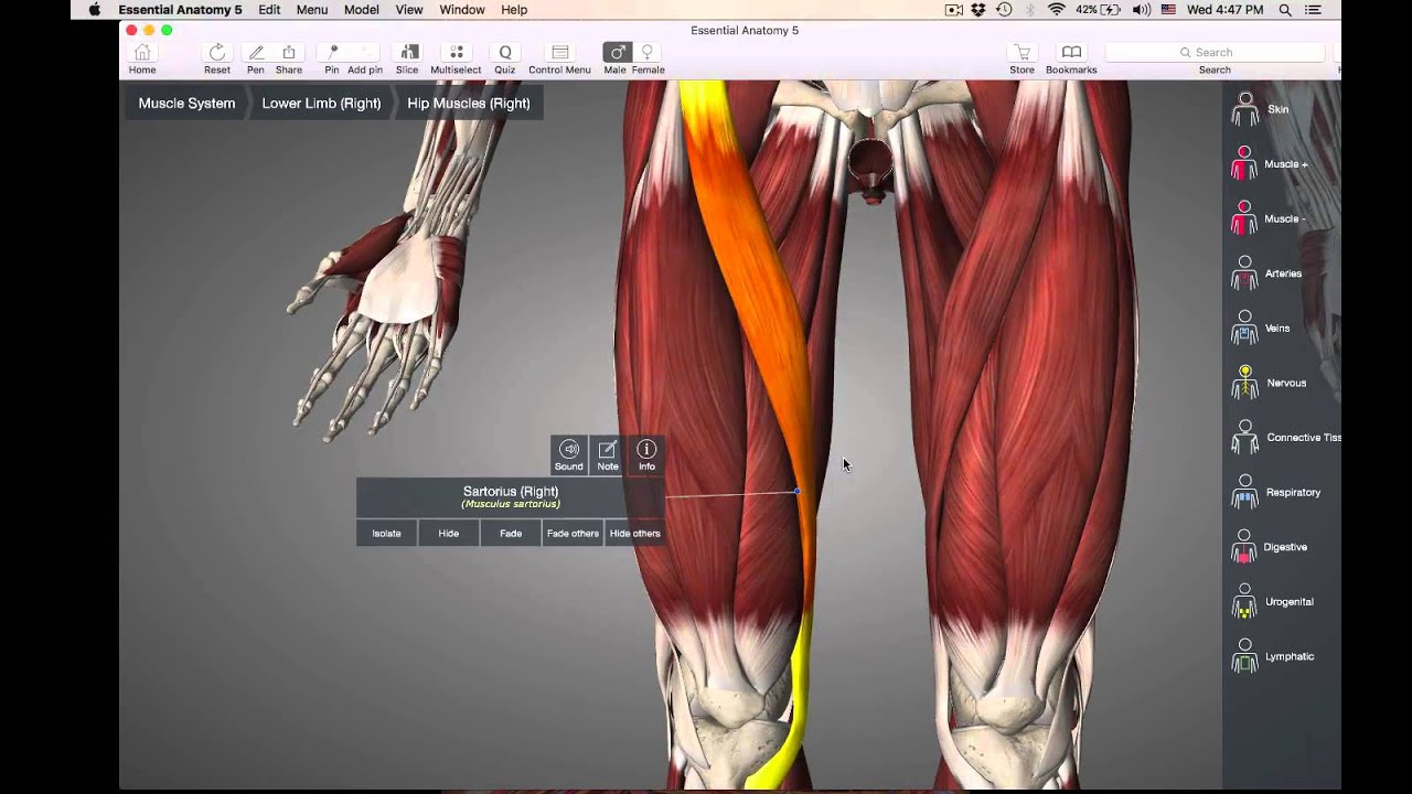 hip fexors:extendors