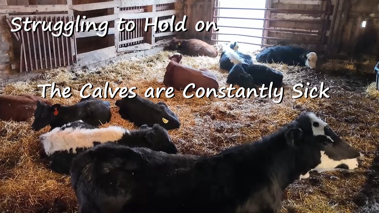 Ферма замедляет работу из-за зимы | Печальные новости о наших телятах