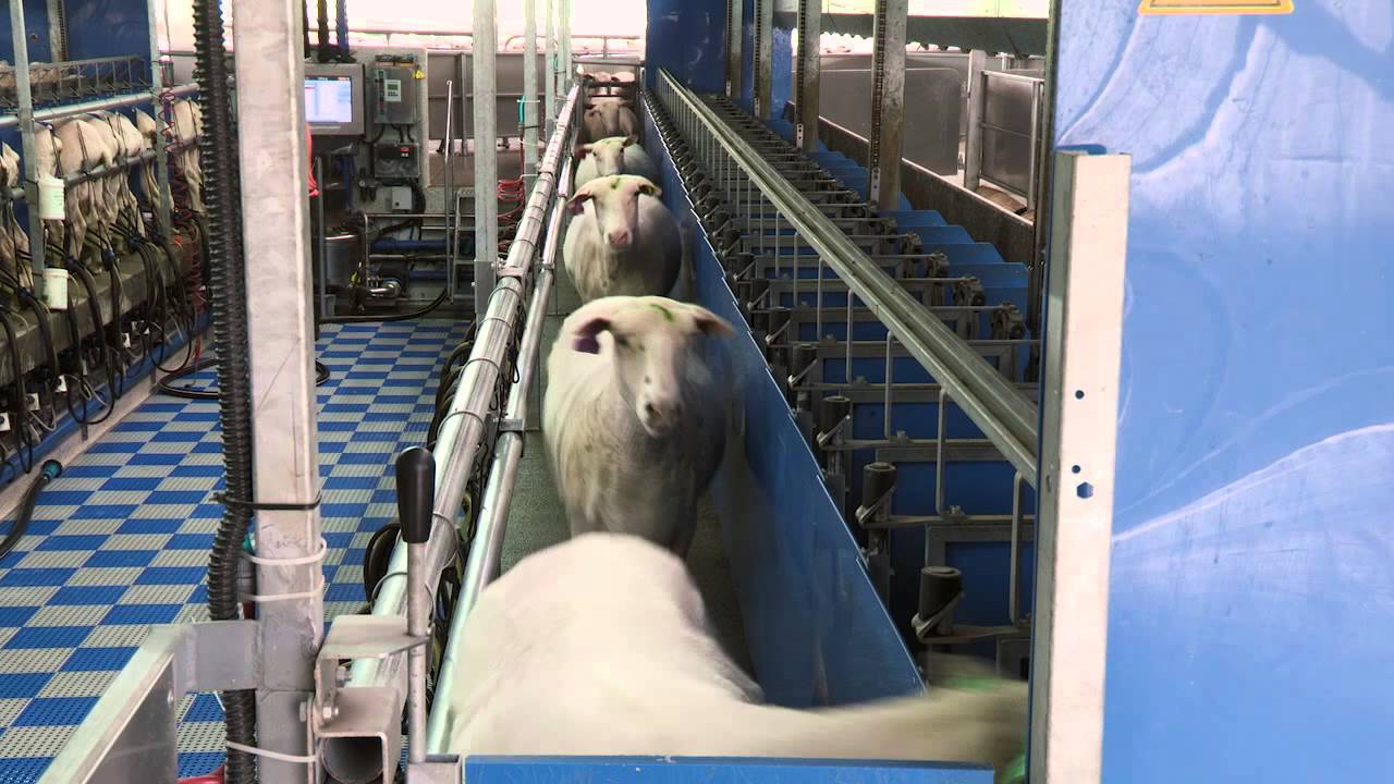 DeLaval Spring Sheep