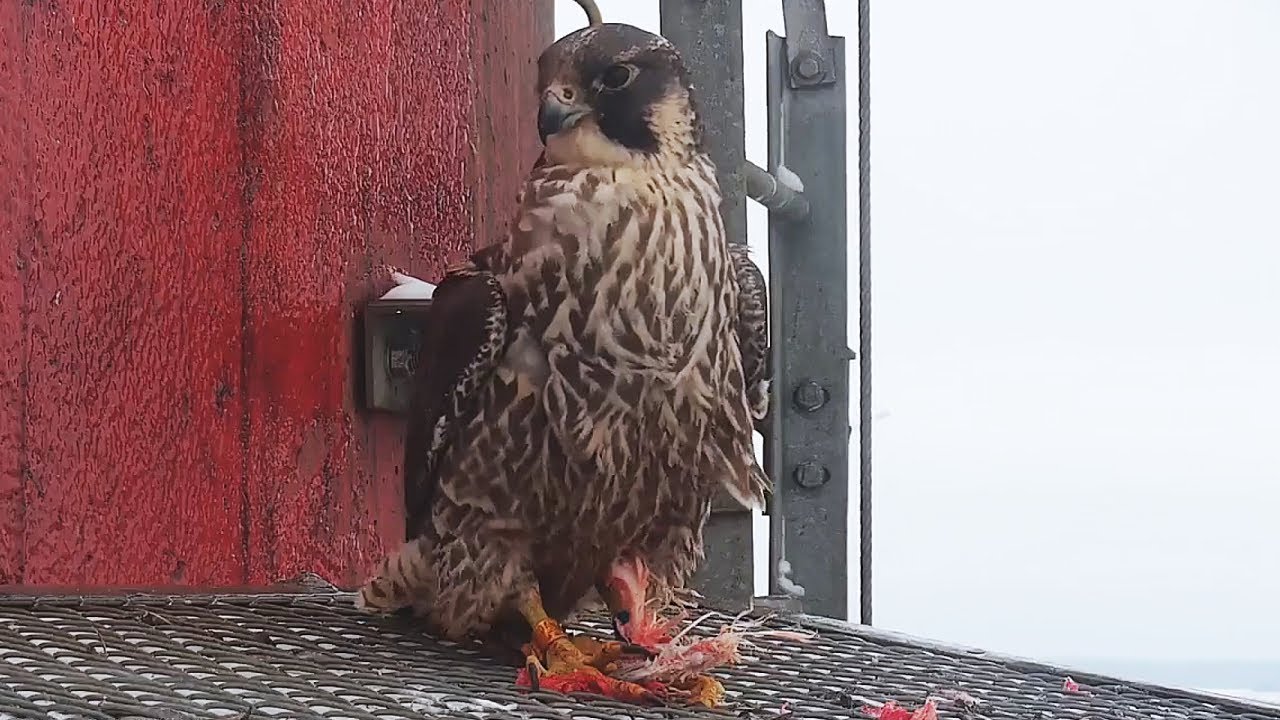 Młoda Zoya 8 HD posiłek na daszku 9 02 2026 Słupsk sokoły wędrowne