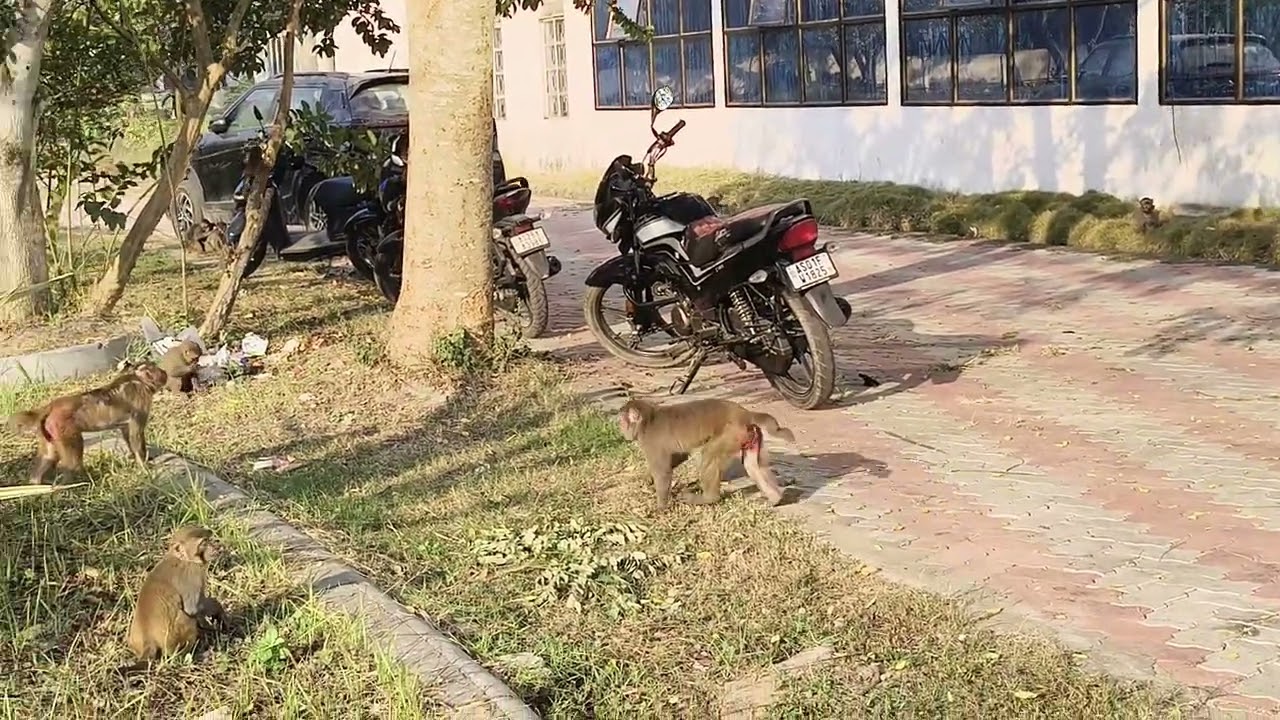Rhesus Macaque troops in GU campus, Guwahati,  Assam, India.